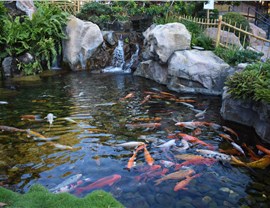 Water Features - Koi Ponds Photo 2